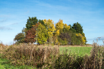 Fototapeta premium Copse of trees with beautiful autumn foliage