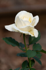 Obraz premium 薔薇