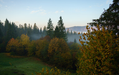 Fototapeta premium View of foggy forest on Carpathian mountains in Ukraine in autumn