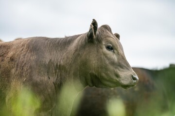 Regenerative Stud Angus, wagyu, Murray grey, Dairy and beef Cows and Bulls grazing on grass and...