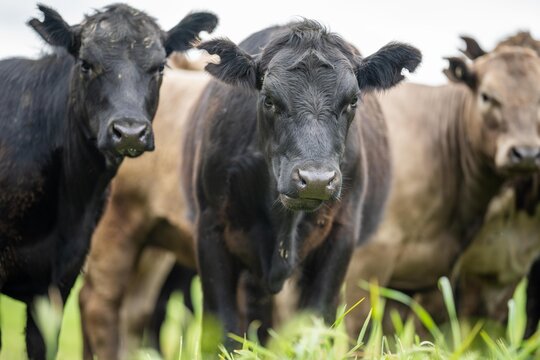 Agriculture Field In Africa,  Beef Cows In A Field. Livestock Herd Grazing On Grass On A Farm. African Cow, Cattle Meat On A Ranch