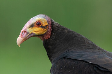 Vulture