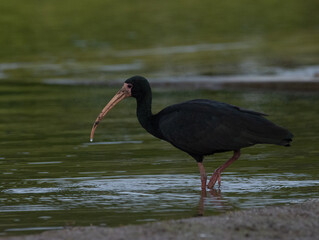 Ibis 