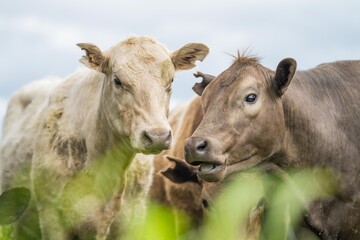 agriculture field,  beef cows in a field.  wagyu cattle herd grazing on pasture on a farm. fat cow
