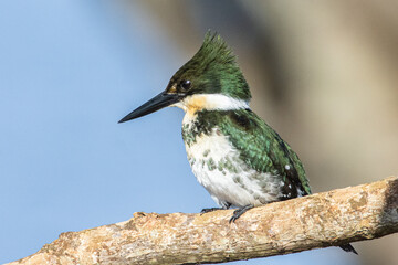 Kingfisher