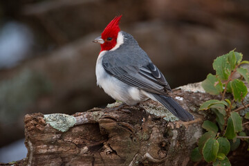 Paroaria coronata