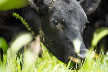 Fototapeta premium agriculture field, herd of beef cows in a field. springtime on a farm with wagyu cattle. fat cow