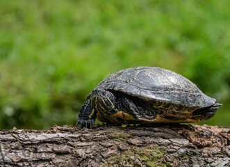 A cute turtle closeup in thuringia outdoor