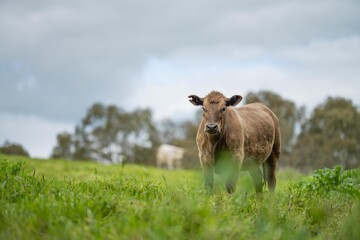 Regenerative agriculture cows in the field, grazing on grass and pasture in Australia, on a farming ranch. Cattle eating hay and silage. breeds include speckle park, Murray grey, angus, wagyu, dairy. © Phoebe