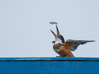 Kingfisher