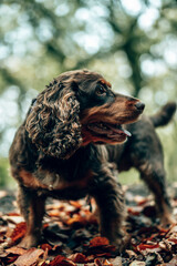 A brown springer spaniel in an autumn woodland forest