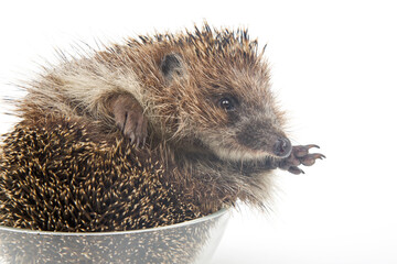 Erinaceus europaeus. Common European hedgehog on a white background