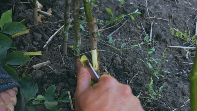Grafting and budding of branches of woody plants for plant propagation in an orchard