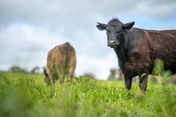 sustainable agriculture cow farm in a field, beef cows in a field. livestock herd grazing on grass on a farm. african cow, healthy regenerative food production