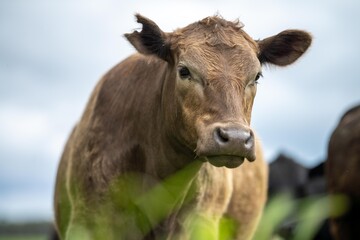 Stud Angus, wagyu and murray grey, Dairy, beef bulls and cows, being grass fed on a hill in Australia.