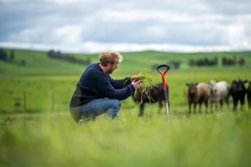 soil scientist agronomist farmer looking at soil samples and grass in a field in spring. looking at...