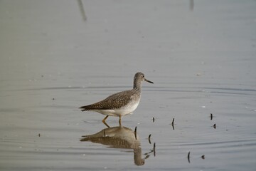 Cute little bird snipe swimming in water with its reflection in the sea