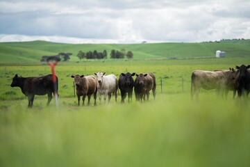 Regenerative agriculture cows in the field, grazing on grass and pasture in Australia, on a farming ranch. Cattle eating hay and silage. breeds include speckle park, Murray grey, angus, wagyu, dairy.