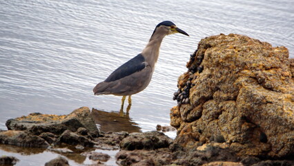Black-crowned night heron (Nycticorax nycticorax) in the bay in Stanley, Falkland Islands