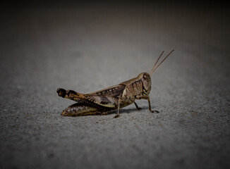 grasshopper close-up