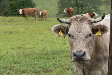 cow on a green meadow