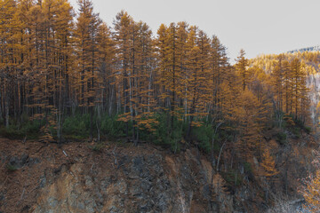 autumn in the forest