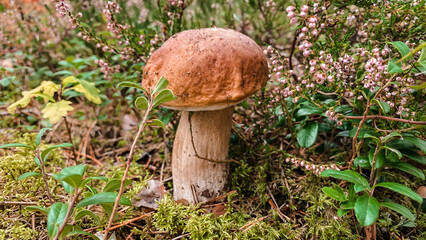 A close-up in the forest is a white mushroom - a mushroom from the genus Boletus, the most valuable edible mushroom