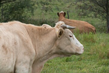 Obraz premium cow on a green meadow