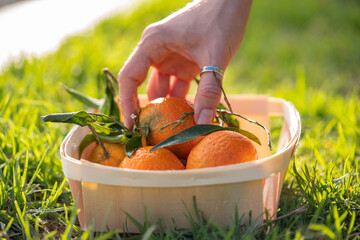 Ripe orange tangerine or mandarin in pile in wooden basket. Eco garden with citrus trees.