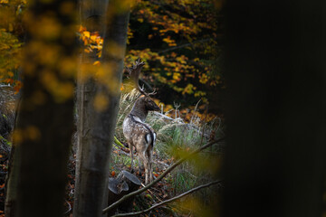 Fallow deer during rutting time. Bull of deer in the forest. European nature during autumn. Wildlife in the colourful wood.