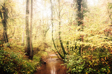 Hiking in the autumn fall countryside of the Saarland in Golden October Germany, Europe