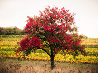 Hiking in the autumn fall countryside of the Saarland in Golden October Germany, Europe