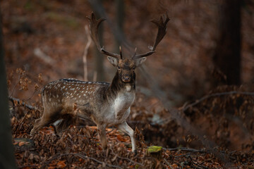 Fallow deer during rutting time. Bull of deer in the forest. European nature during autumn....