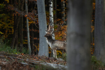 Fallow deer during rutting time. Bull of deer in the forest. European nature during autumn. Wildlife in the colourful wood.