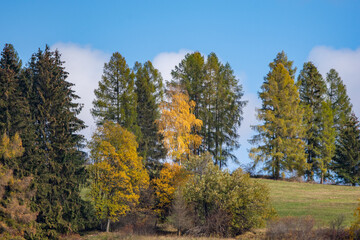Fototapeta na wymiar autumn forest in the autumn