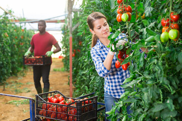 Fototapeta premium Woman carries on wheelbarrow plastic boxes with harvest of ripe tomatoes