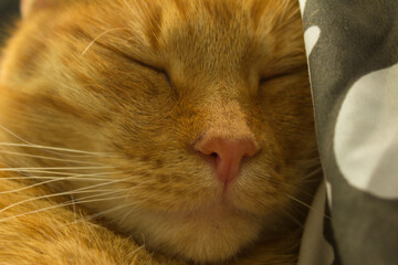 Portrait of a red cat. Background. Beautiful red cat. The red cat is sleeping. Nose of a cat.