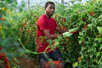 Fototapeta premium Positive African American male worker gathering harvest of ripe cherry tomatoes in glasshouse