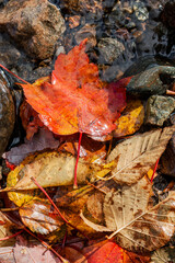 red maple leaf partially in the water in autumn