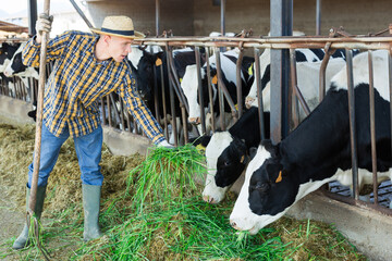 Obraz na płótnie Canvas Confident man feeding cows while working at dairy farm