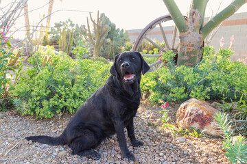 Regal and mysterious black labrador retriever dog with kind eyes and lovely smile sits among green shrubs and succulents in desert garden for pet portraits