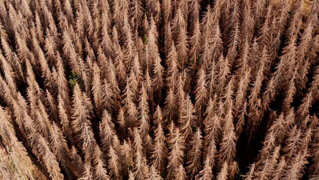 a dead forest due to climate change from above 4k 30fps video