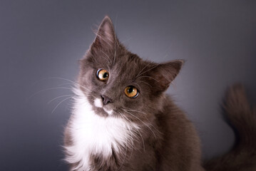 Cute Grey Kitten watching the camera gray background of Banner with copy space.