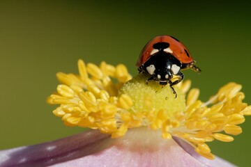 Macro of a cute ladybug resting on a yellow flower pistil outdoors
