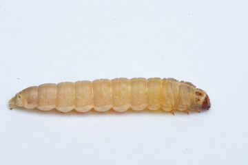 The greater wax moth Galleria mellonella