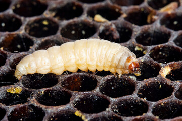 The greater wax moth Galleria mellonella