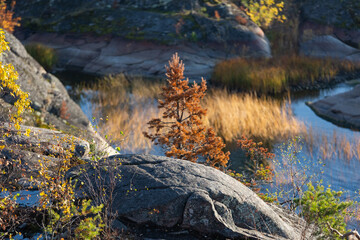 Ladoga skerries on the lake. A beautiful view of the rocky shores covered with pine trees. Nordic nature at sunset. Stunning view of islands and archipelago. National Park of Karelia