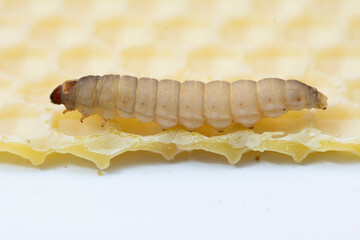 The greater wax moth Galleria mellonella