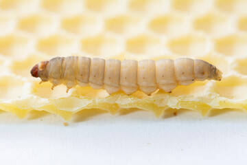 The greater wax moth Galleria mellonella