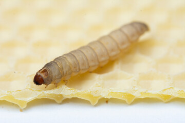The greater wax moth Galleria mellonella